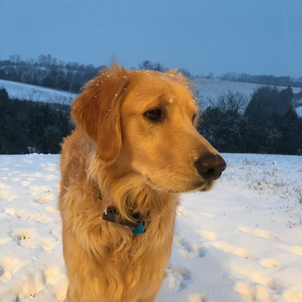 Meet your Posher, Amy